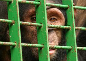 Chimpanzee behind bars