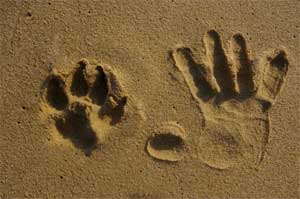 Paw and handprints in sand